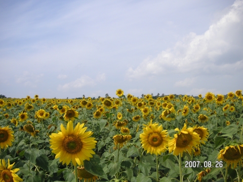 s_PICT0052.jpg